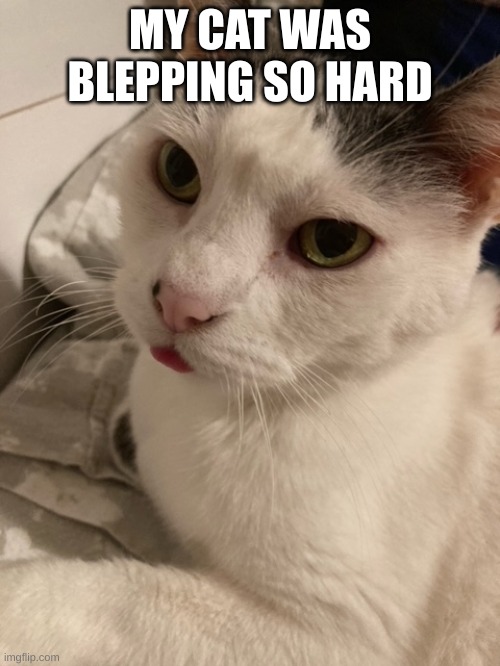 my cat is so cute | MY CAT WAS BLEPPING SO HARD | image tagged in cat,adorable,blep,blepping,animals,pet | made w/ Imgflip meme maker