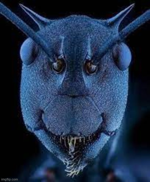 ant face | image tagged in ant face | made w/ Imgflip meme maker