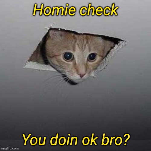 Homie Check | Homie check; You doin ok bro? | image tagged in memes,ceiling cat | made w/ Imgflip meme maker