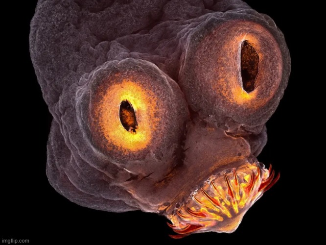 tapeworm face | image tagged in tapeworm face | made w/ Imgflip meme maker