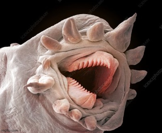 hydrothermal worm | image tagged in hydrothermal worm | made w/ Imgflip meme maker