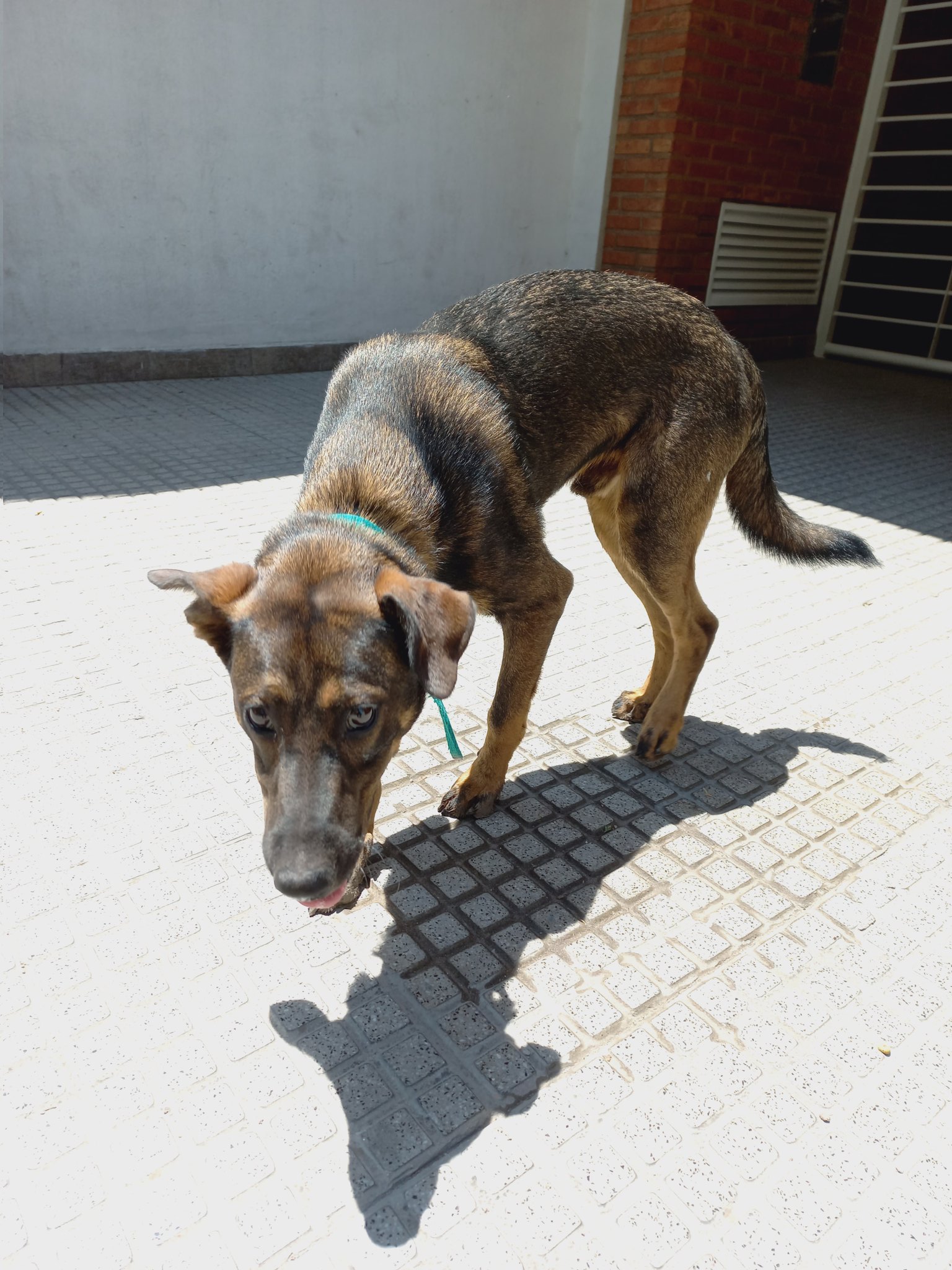 Street Dog Blank Meme Template