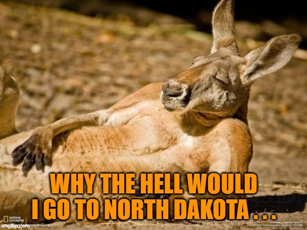 Chillin Kangaroo | WHY THE HELL WOULD I GO TO NORTH DAKOTA . . . | image tagged in chillin kangaroo | made w/ Imgflip meme maker