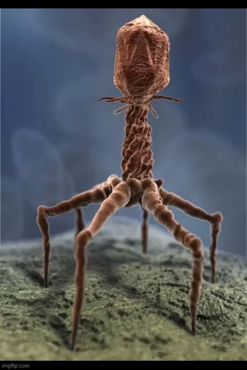 t4 bacteriophage | image tagged in t4 bacteriophage | made w/ Imgflip meme maker