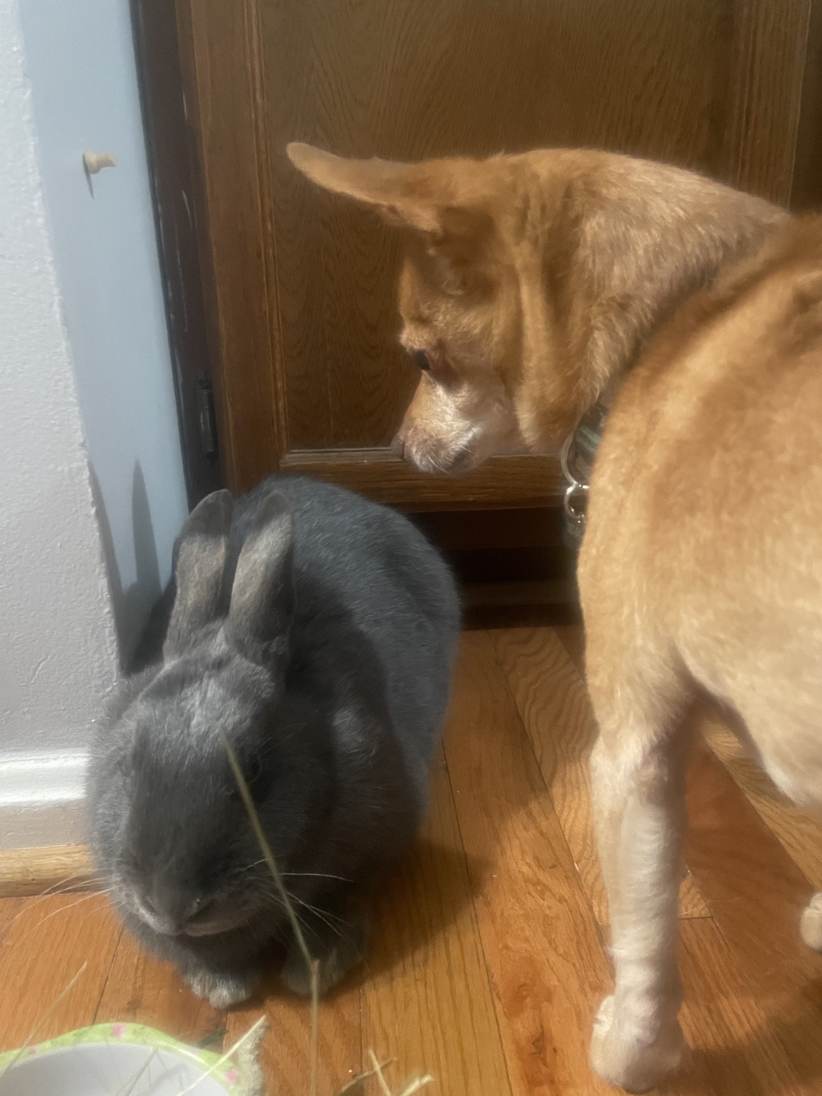 High Quality Dog and Bunny Blank Meme Template