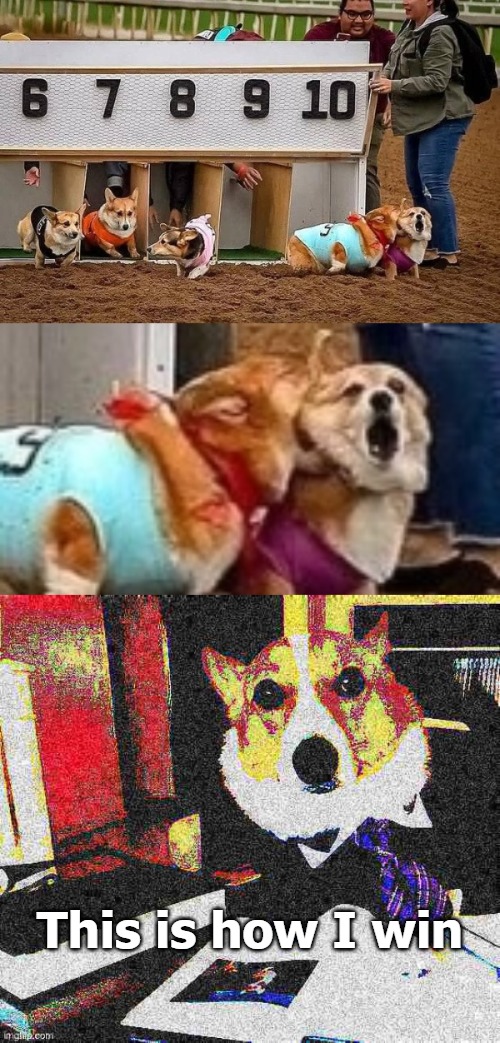 This is how I win | image tagged in corgi | made w/ Imgflip meme maker