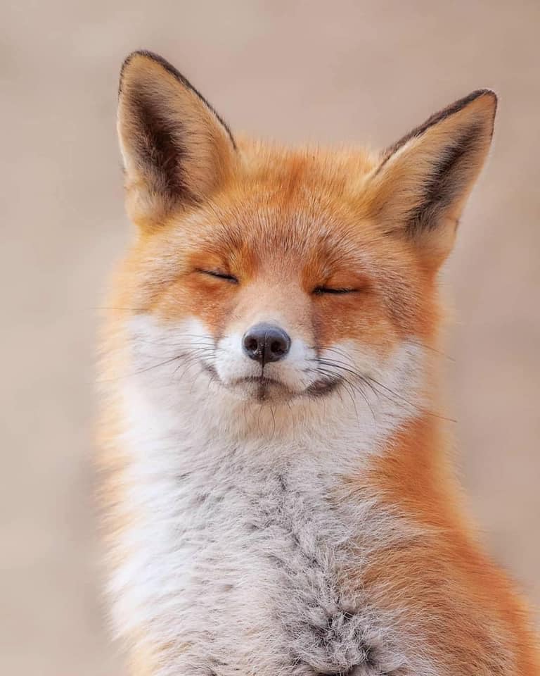 fox Blank Meme Template