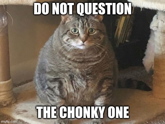 What brings you here, foolish human? | DO NOT QUESTION; THE CHONKY ONE | image tagged in cat,chonky,fat cat,funny | made w/ Imgflip meme maker
