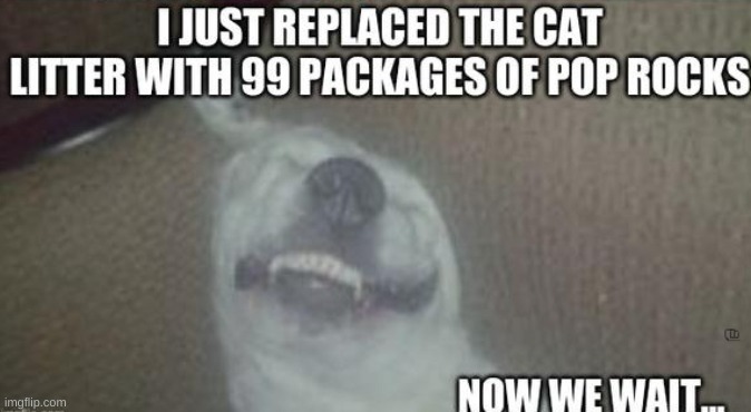 image tagged in buddy the bulldog,cat | made w/ Imgflip meme maker