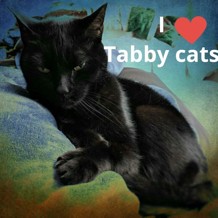 I? tabby cats Blank Meme Template