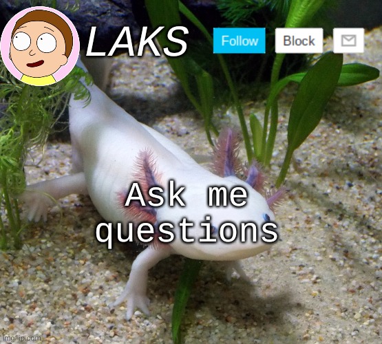 LAKS axolotl template | Ask me questions | image tagged in laks axolotl template | made w/ Imgflip meme maker