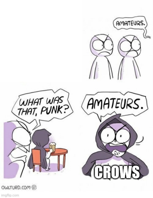 Amateurs | CROWS | image tagged in amateurs | made w/ Imgflip meme maker