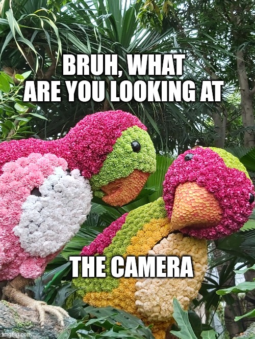 Parrots | BRUH, WHAT ARE YOU LOOKING AT; THE CAMERA | image tagged in memes | made w/ Imgflip meme maker