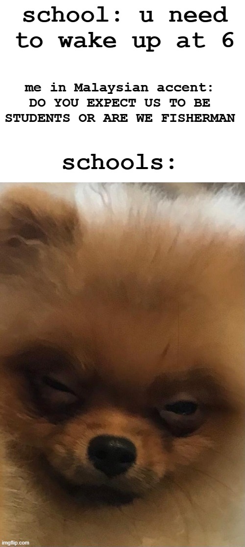 lol true very true | school: u need to wake up at 6; me in Malaysian accent: DO YOU EXPECT US TO BE STUDENTS OR ARE WE FISHERMAN; schools: | image tagged in angry pomeranian | made w/ Imgflip meme maker
