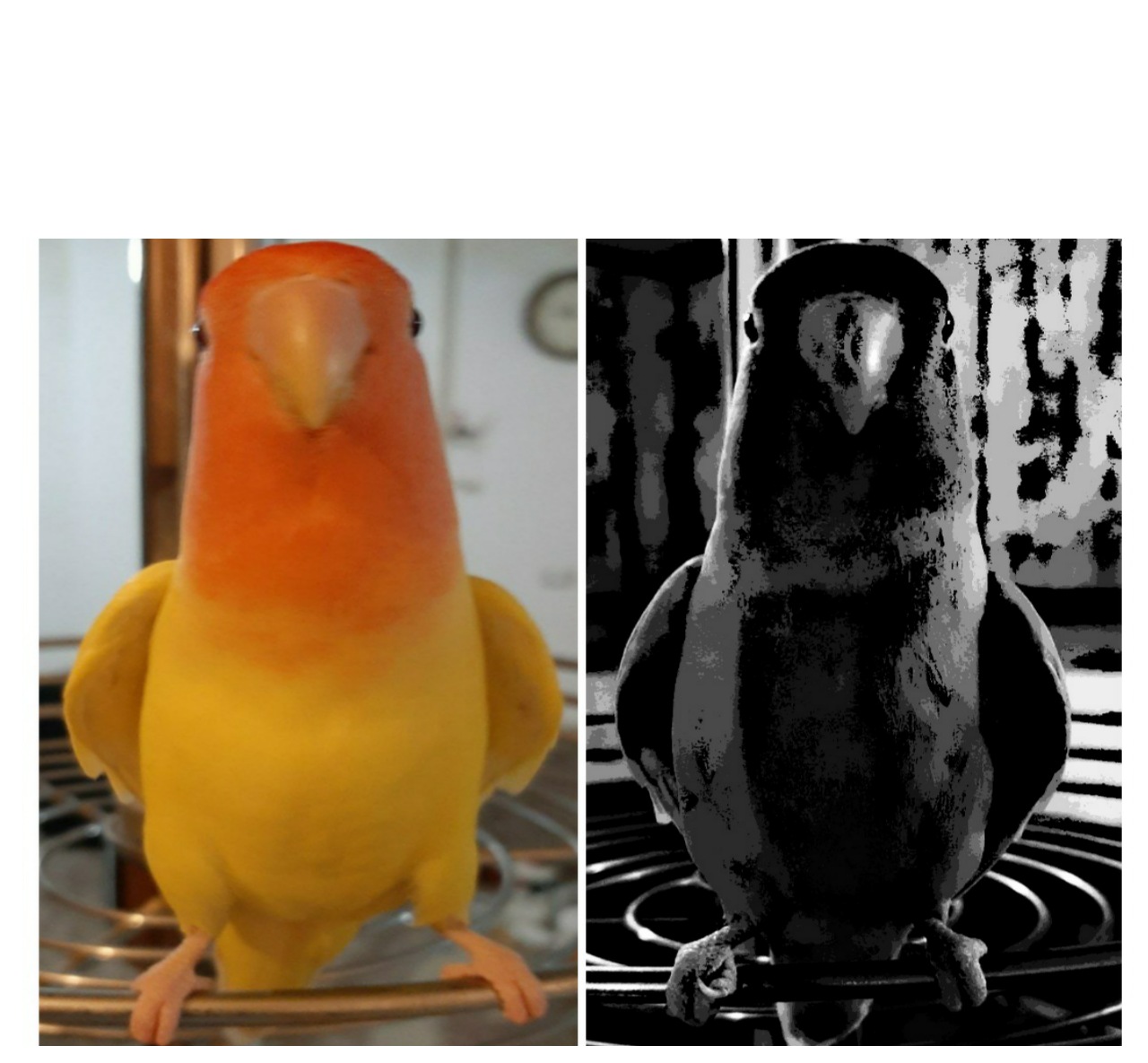 Ace the parrot Blank Meme Template
