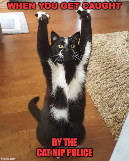 Guilty Cat | WHEN YOU GET CAUGHT; BY THE CAT NIP POLICE | image tagged in criminal cat,cats,funny cats,funnymemes,animals | made w/ Imgflip meme maker