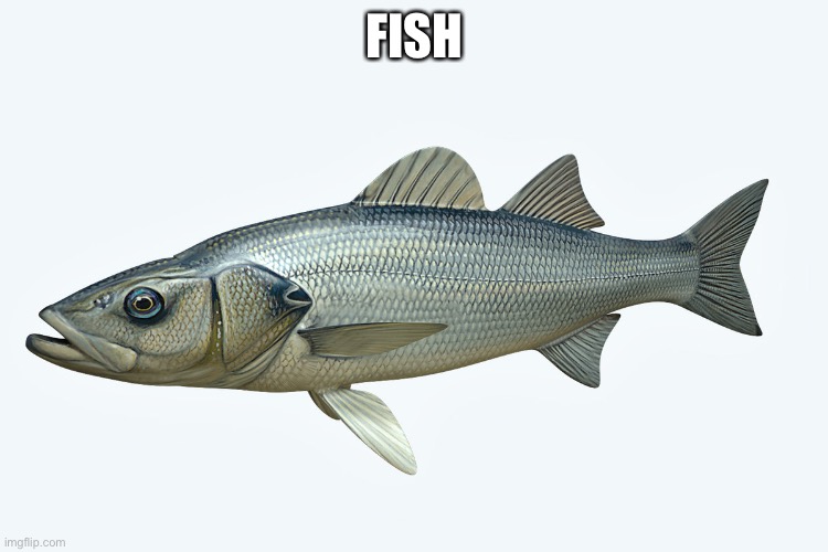 Fish | FISH | image tagged in fish | made w/ Imgflip meme maker