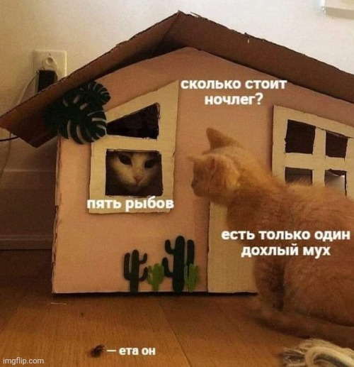 есть только один дохлый мух | image tagged in cats | made w/ Imgflip meme maker