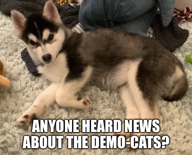 We are very Paw-litical | ANYONE HEARD NEWS ABOUT THE DEMO-CATS? | made w/ Imgflip meme maker