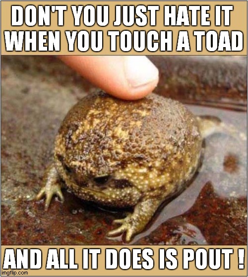 A Misery Toad ! | DON'T YOU JUST HATE IT 
WHEN YOU TOUCH A TOAD; AND ALL IT DOES IS POUT ! | image tagged in fun,toad,grumpy toad,pout | made w/ Imgflip meme maker