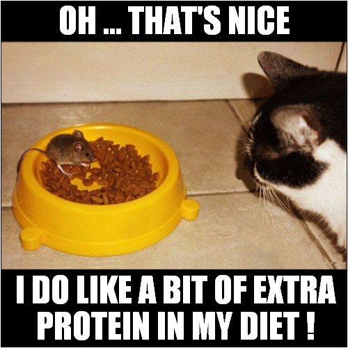 A Lovely Extra For This Cat ! | OH ... THAT'S NICE; I DO LIKE A BIT OF EXTRA
PROTEIN IN MY DIET ! | image tagged in cats,mouse,cat at dinner | made w/ Imgflip meme maker