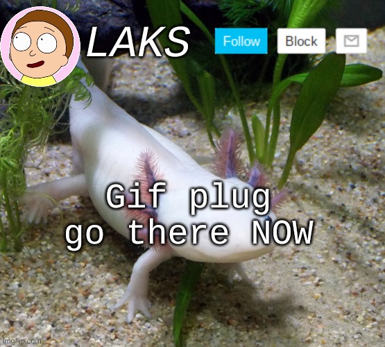 https://imgflip.com/gif/5zmddc | Gif plug go there NOW | image tagged in laks axolotl template | made w/ Imgflip meme maker