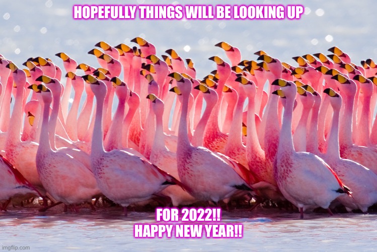 Flamingos | HOPEFULLY THINGS WILL BE LOOKING UP; FOR 2022!!
HAPPY NEW YEAR!! | image tagged in flamingos | made w/ Imgflip meme maker