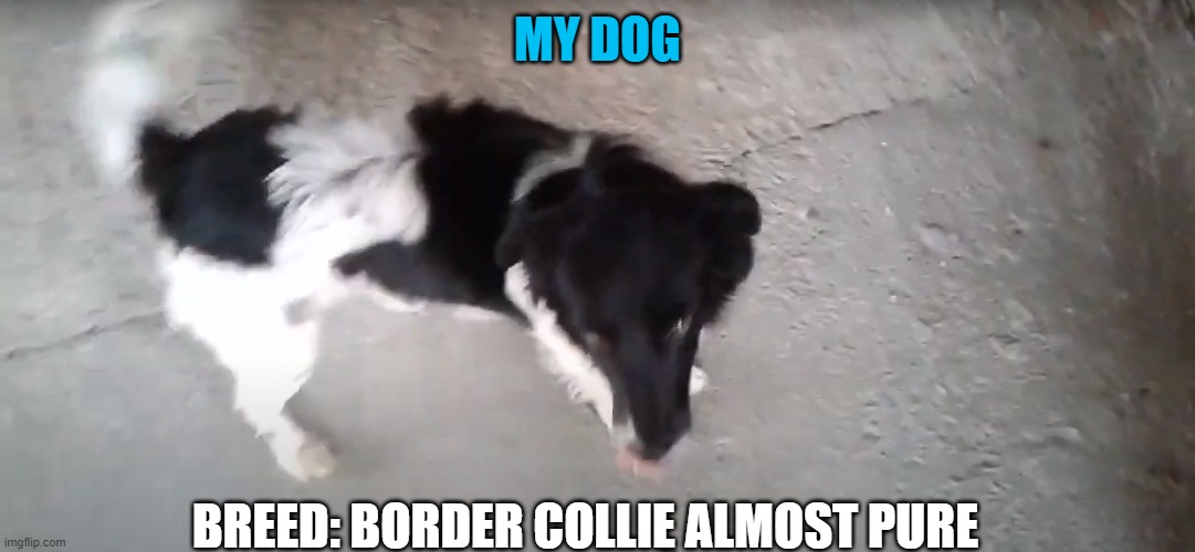 My dog ​​after a few months I found him | MY DOG; BREED: BORDER COLLIE ALMOST PURE | image tagged in dog,border collie almost pure | made w/ Imgflip meme maker