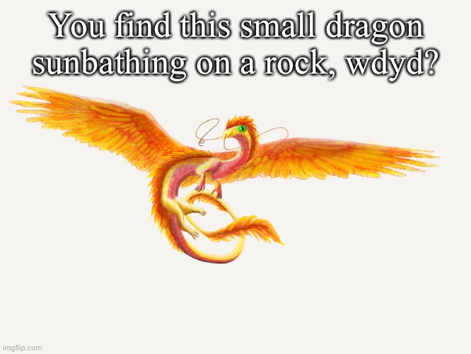 You find this small dragon sunbathing on a rock, wdyd? | made w/ Imgflip meme maker