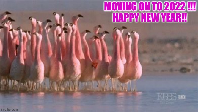 Flamingo | MOVING ON TO 2022 !!!
HAPPY NEW YEAR!! | image tagged in flamingo | made w/ Imgflip meme maker