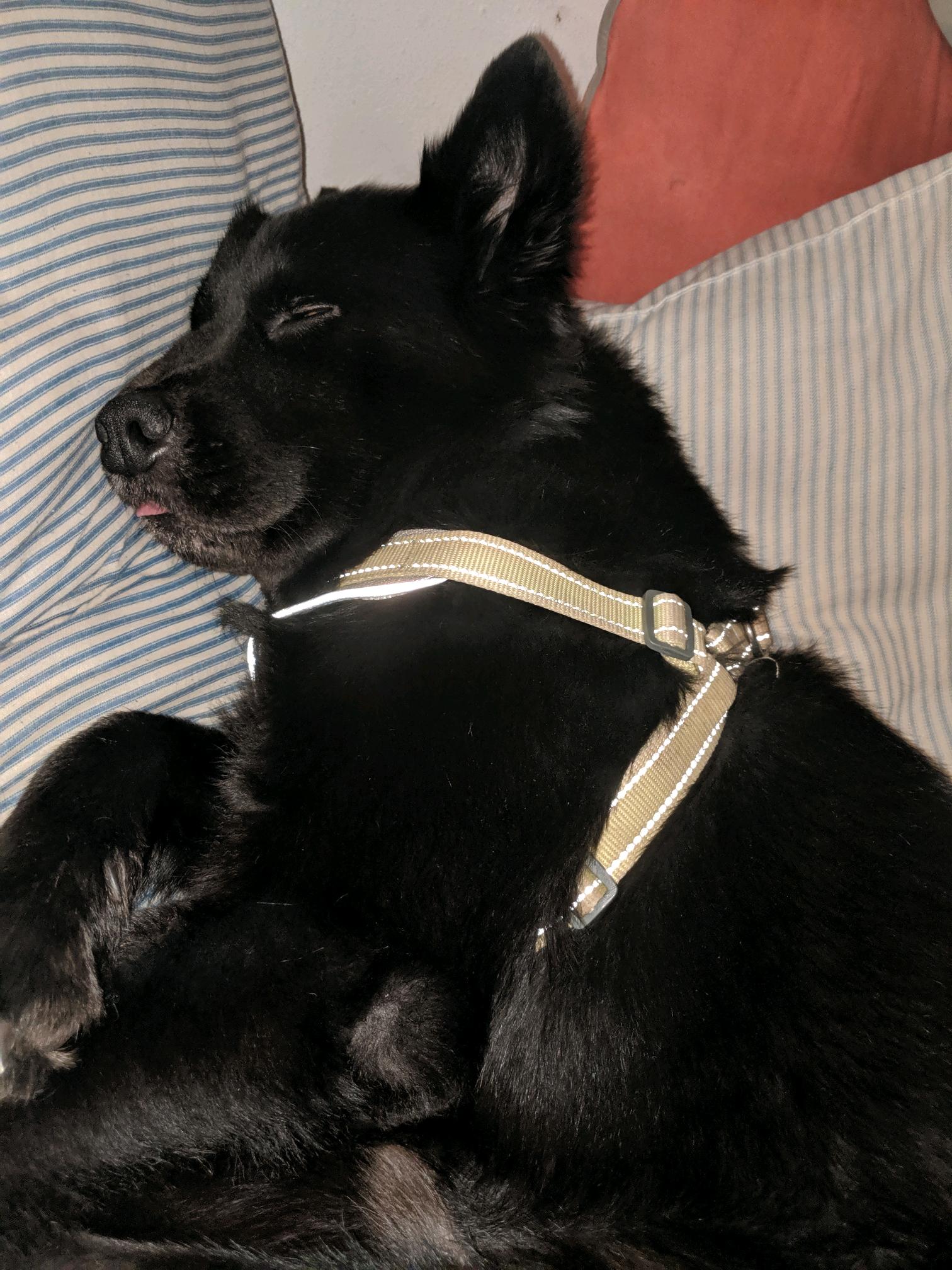 High Quality Sleep Dog Blank Meme Template