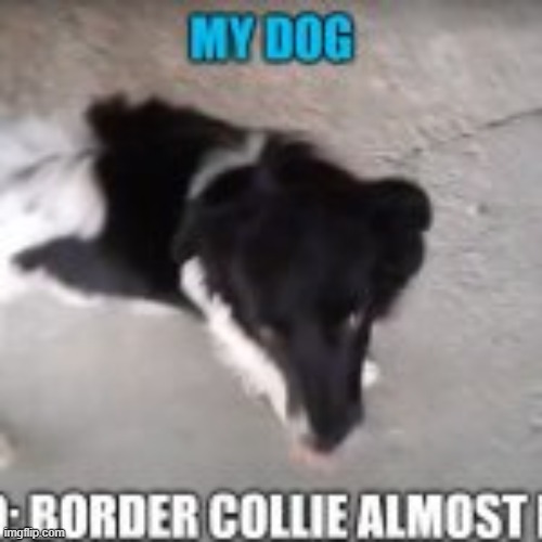 My dog ​​after a few months I found him | image tagged in border collie almost pure,dogs | made w/ Imgflip meme maker