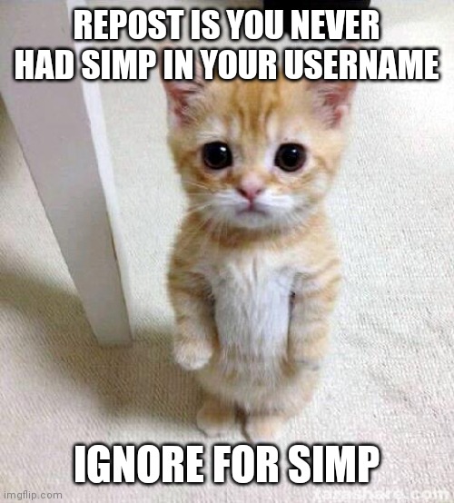Ha | REPOST IS YOU NEVER HAD SIMP IN YOUR USERNAME; IGNORE FOR SIMP | image tagged in memes,cute cat | made w/ Imgflip meme maker