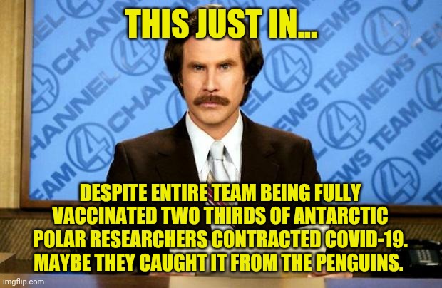 Looks like covid is in Antarctica. | THIS JUST IN... DESPITE ENTIRE TEAM BEING FULLY VACCINATED TWO THIRDS OF ANTARCTIC POLAR RESEARCHERS CONTRACTED COVID-19. MAYBE THEY CAUGHT IT FROM THE PENGUINS. | image tagged in breaking news | made w/ Imgflip meme maker