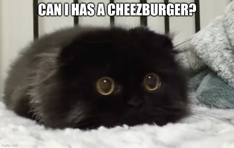 Smol cat bean | CAN I HAS A CHEEZBURGER? | image tagged in smol cat bean | made w/ Imgflip meme maker