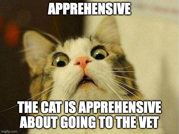 Cat example vocabulary