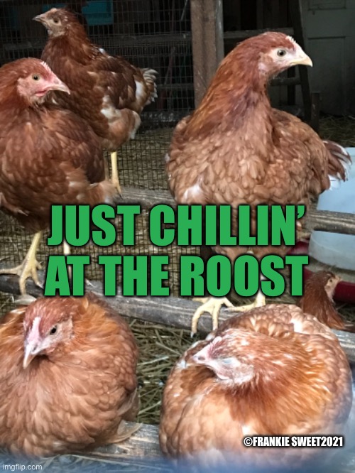 Just chillin | JUST CHILLIN’ AT THE ROOST; ©FRANKIE SWEET2021 | image tagged in roost,animals,relaxing,chickens,hens,chilling | made w/ Imgflip meme maker