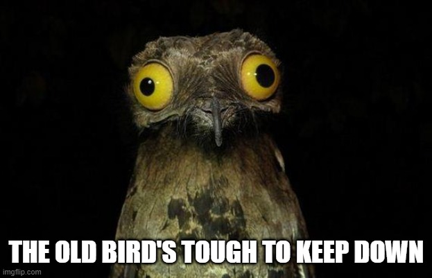 Weird Stuff I Do Potoo Meme | THE OLD BIRD'S TOUGH TO KEEP DOWN | image tagged in memes,weird stuff i do potoo | made w/ Imgflip meme maker