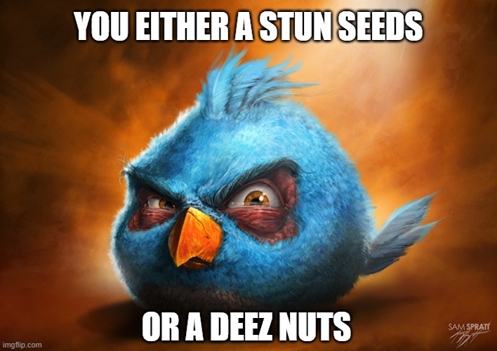 blue knows where you live | YOU EITHER A STUN SEEDS; OR A DEEZ NUTS | image tagged in stun seeds,deez nuts,angry birds | made w/ Imgflip meme maker