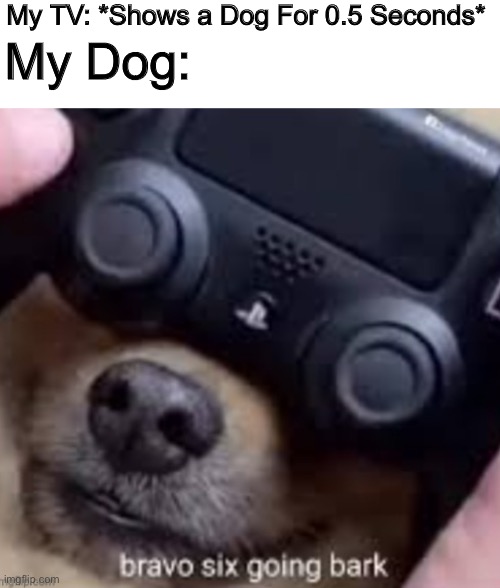 My TV: *Shows a Dog For 0.5 Seconds*; My Dog: | image tagged in bravo six going bark,dogs,funny,memes,oh wow are you actually reading these tags,stop reading the tags | made w/ Imgflip meme maker