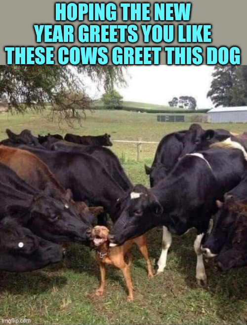 Happy New Year! | HOPING THE NEW YEAR GREETS YOU LIKE THESE COWS GREET THIS DOG | image tagged in cows,licking,dog,happy new year,2022 | made w/ Imgflip meme maker