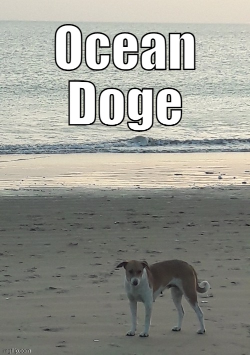 . | Ocean Doge | made w/ Imgflip meme maker