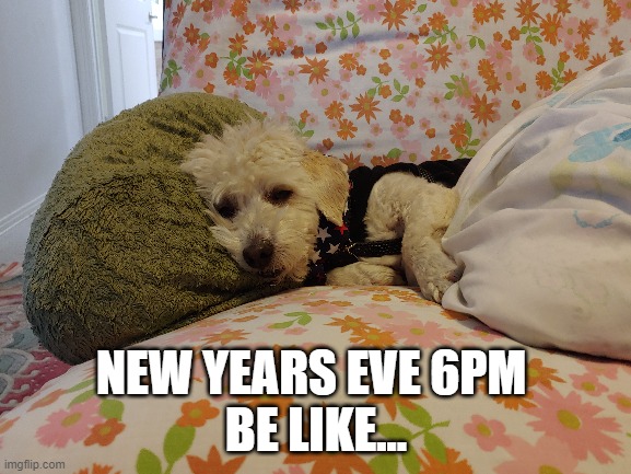 new years eve | NEW YEARS EVE 6PM 
BE LIKE... | image tagged in cute dog,new years | made w/ Imgflip meme maker