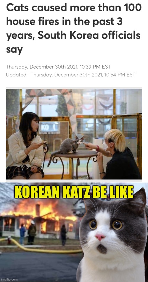Purrfect |  KOREAN KATZ BE LIKE | image tagged in south korea,cats,fire starter | made w/ Imgflip meme maker