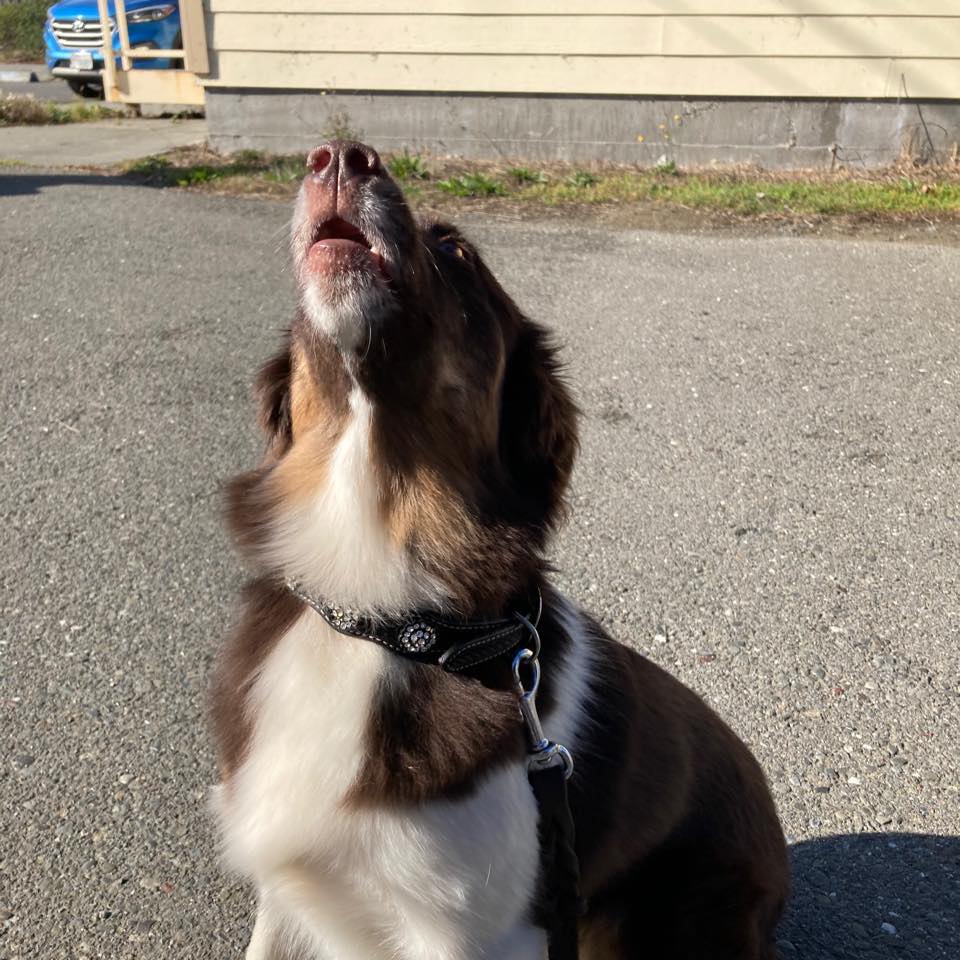 High Quality Howling dog Blank Meme Template