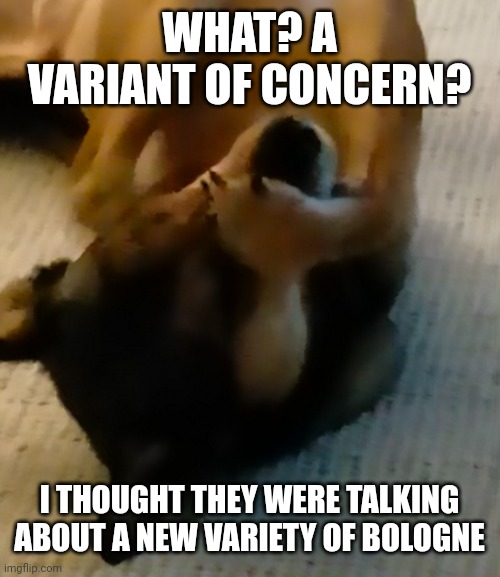 Wishful thinking | WHAT? A VARIANT OF CONCERN? I THOUGHT THEY WERE TALKING ABOUT A NEW VARIETY OF BOLOGNE | image tagged in don't tell me,omicron,covid-19,coronavirus | made w/ Imgflip meme maker