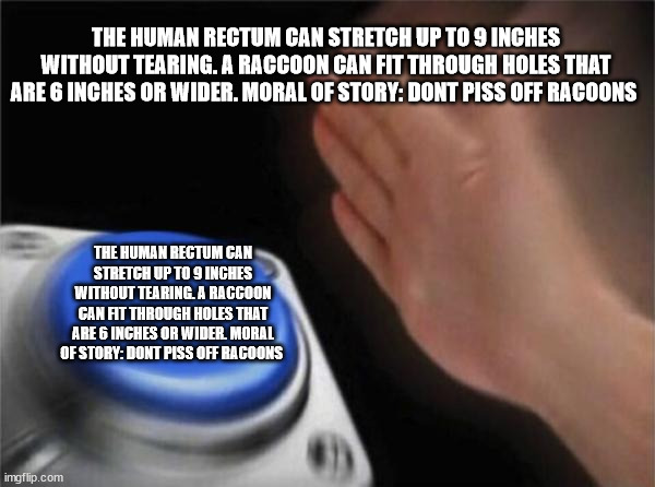 The human rectum can stretch up to 9 inches without tearing. A raccoon can fit through holes that are 6 inches or wider. moral o | THE HUMAN RECTUM CAN STRETCH UP TO 9 INCHES WITHOUT TEARING. A RACCOON CAN FIT THROUGH HOLES THAT ARE 6 INCHES OR WIDER. MORAL OF STORY: DONT PISS OFF RACOONS; THE HUMAN RECTUM CAN STRETCH UP TO 9 INCHES WITHOUT TEARING. A RACCOON CAN FIT THROUGH HOLES THAT ARE 6 INCHES OR WIDER. MORAL OF STORY: DONT PISS OFF RACOONS | image tagged in memes,blank nut button | made w/ Imgflip meme maker