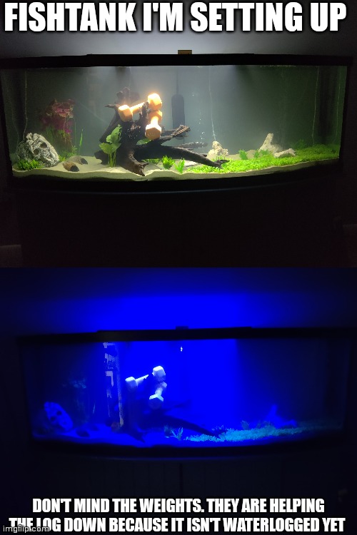 FISHTANK I'M SETTING UP; DON'T MIND THE WEIGHTS. THEY ARE HELPING THE LOG DOWN BECAUSE IT ISN'T WATERLOGGED YET | made w/ Imgflip meme maker