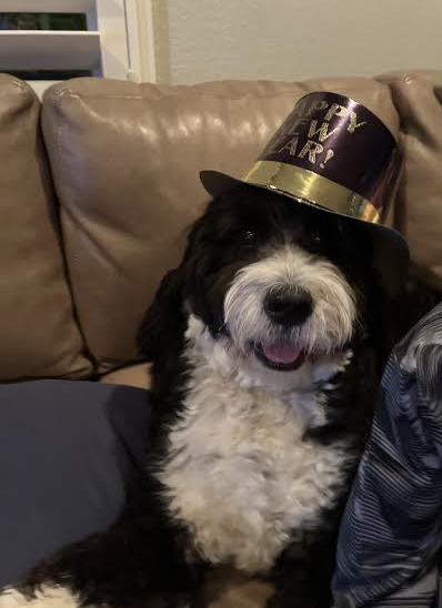 High Quality New Year Dog Blank Meme Template