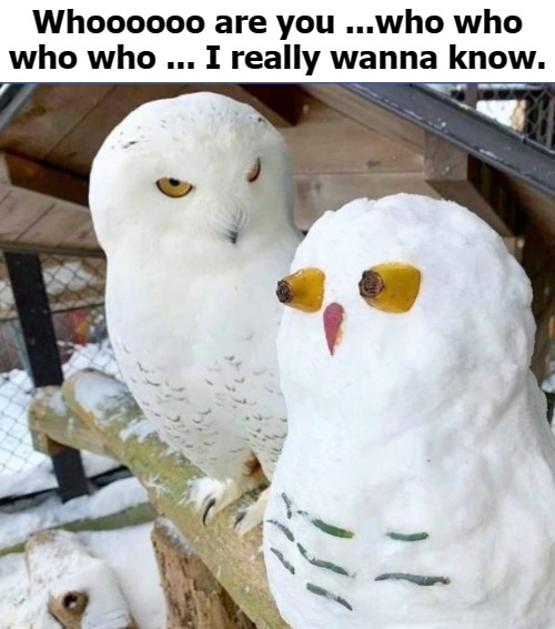 you are such a hoot | Whoooooo are you ...who who who who ... I really wanna know. | image tagged in who | made w/ Imgflip meme maker